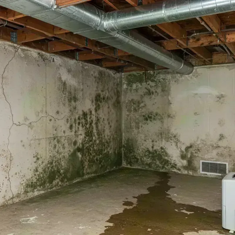 Professional Mold Removal in Taylorville, IL